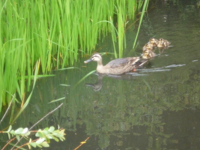 カタツムリ　探し  nurunuru numenume_d0227298_21213536.jpg