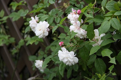 a0123003_23322154.jpg