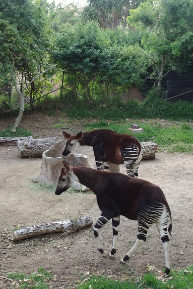 SAFARI PARK_f0038904_963688.jpg