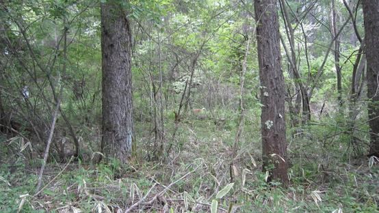 e0198606_17573750.jpg