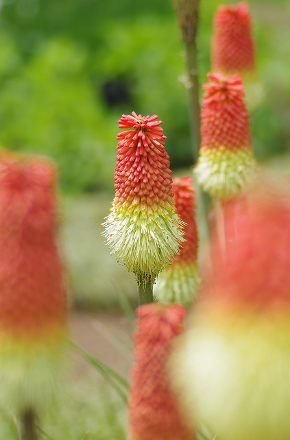 神代植物公園の「四季の自然写真展（春）」(協賛：城西フォトクラブ）終了_c0105807_20564568.jpg