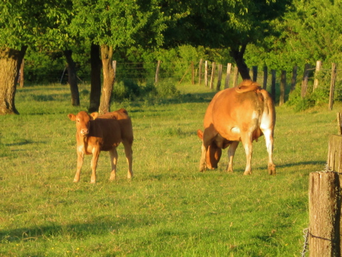 d0135907_3551352.jpg