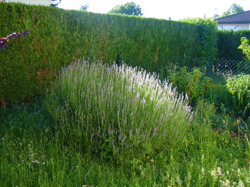 d0135907_4131250.jpg