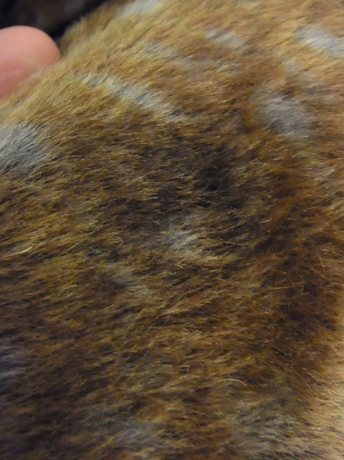 e0099508_8374934.jpg