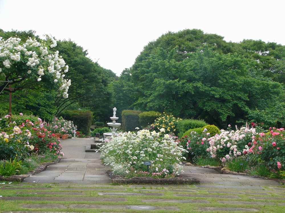 雨の植物園・５月編・１_c0062511_054676.jpg