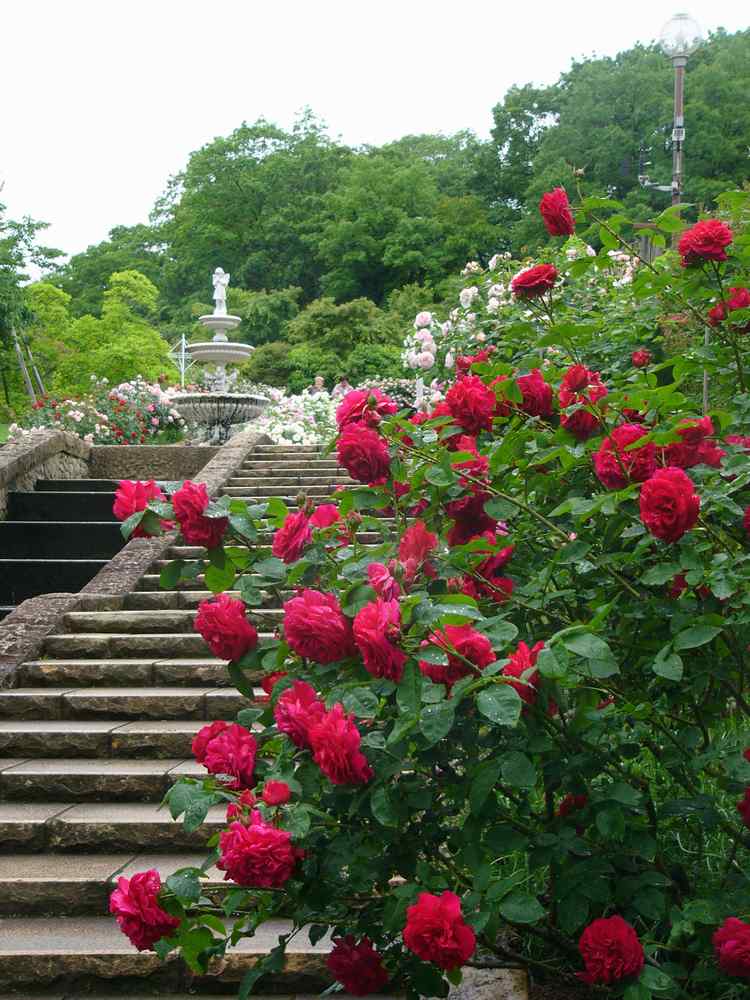 雨の植物園・５月編・１_c0062511_061280.jpg