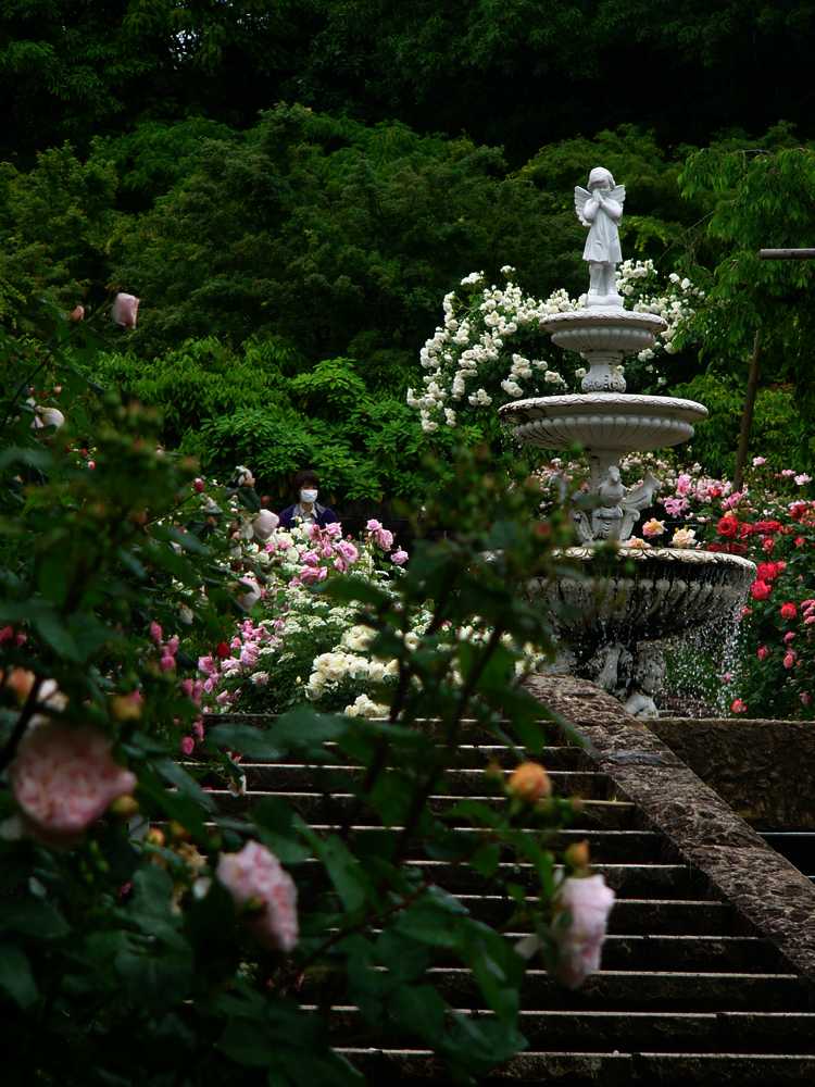 雨の植物園・５月編・１_c0062511_062796.jpg