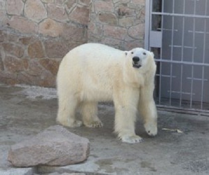 ロシア・チェリャビンスク動物園のアルツィン ~ 飼育下では世界最大の体重か?_a0151913_1995642.jpg