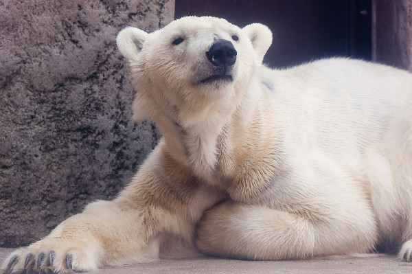 ウスラーダお母さんの10番目の子供、カイ　(八木山動物公園 / ロシア名 : ラダゴル ）のロシア時代の姿_a0151913_2234282.jpg