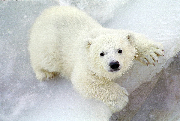 ウスラーダお母さんの10番目の子供、カイ　(八木山動物公園 / ロシア名 : ラダゴル ）のロシア時代の姿_a0151913_22385383.jpg