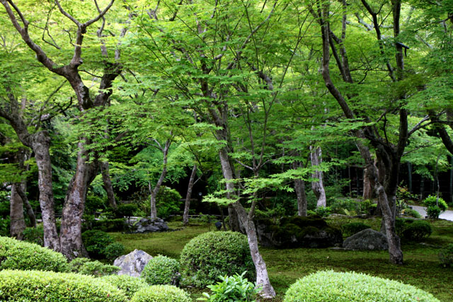園光寺 青もみじ_e0048413_18492171.jpg