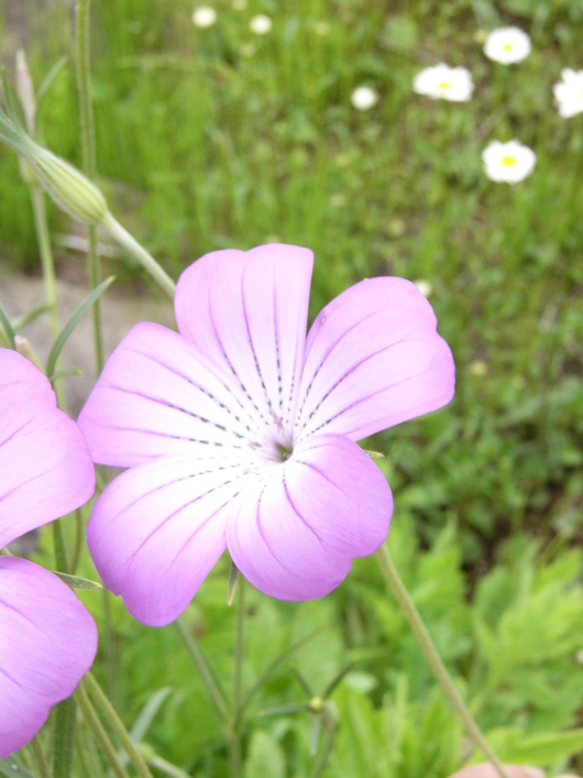 私の一番好きなオダマキ　ノラバロウ_d0183417_2372129.jpg