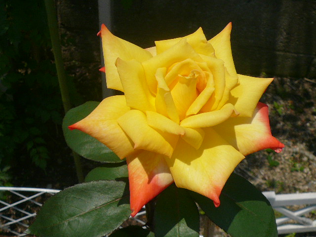 e0026017_10131460.jpg