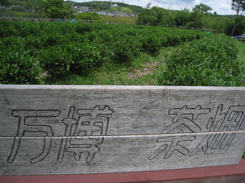 万博茶畑_b0220318_6501564.jpg