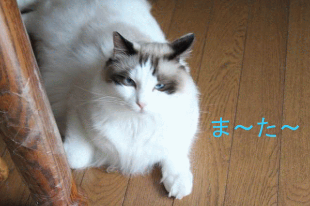 e0214720_11241244.gif