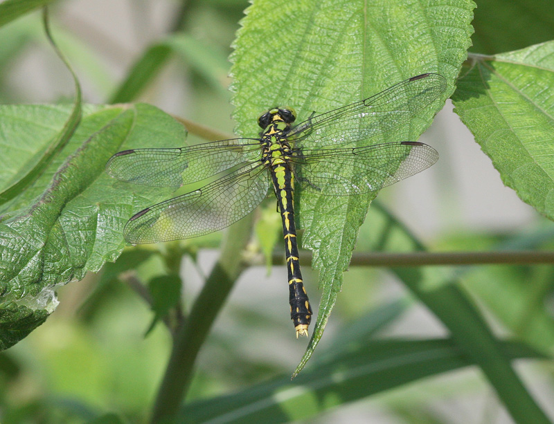 アオサナエ Nihonogomphus viridis_f0161823_16543361.jpg