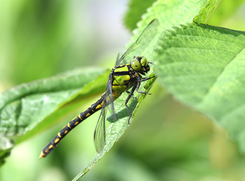 アオサナエ Nihonogomphus viridis_f0161823_16545087.jpg