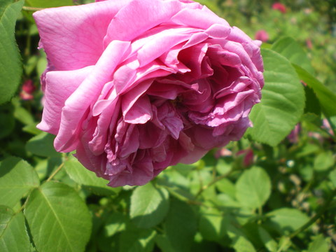 e0128024_2392455.jpg