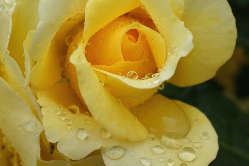 雨も似合うバラ!一層鮮やかに華やかに!★その5(黄色)_a0122932_13503869.jpg