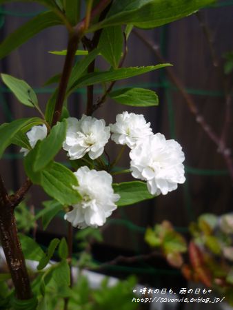 アナベル開花！と大きなじゃがいも(*´艸｀)_c0193639_1756249.jpg