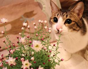 花かんざし猫 ぽー編。_a0143140_23233129.jpg
