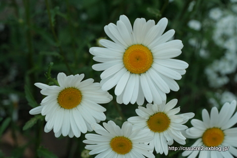 白い花たち_e0111355_232360.jpg