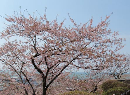 桜 from 石巻市日和山公園_d0045159_964694.jpg