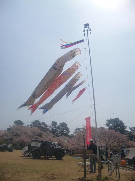 桜 from 石巻市日和山公園_d0045159_97522.jpg