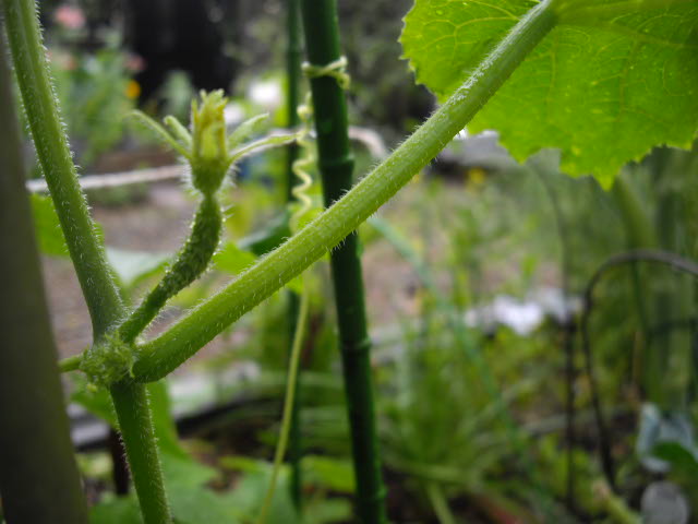 d0116059_113350100.jpg