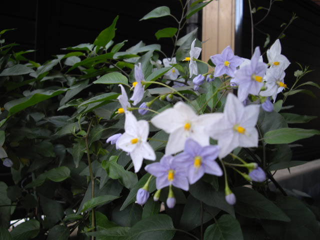 d0116059_11381853.jpg