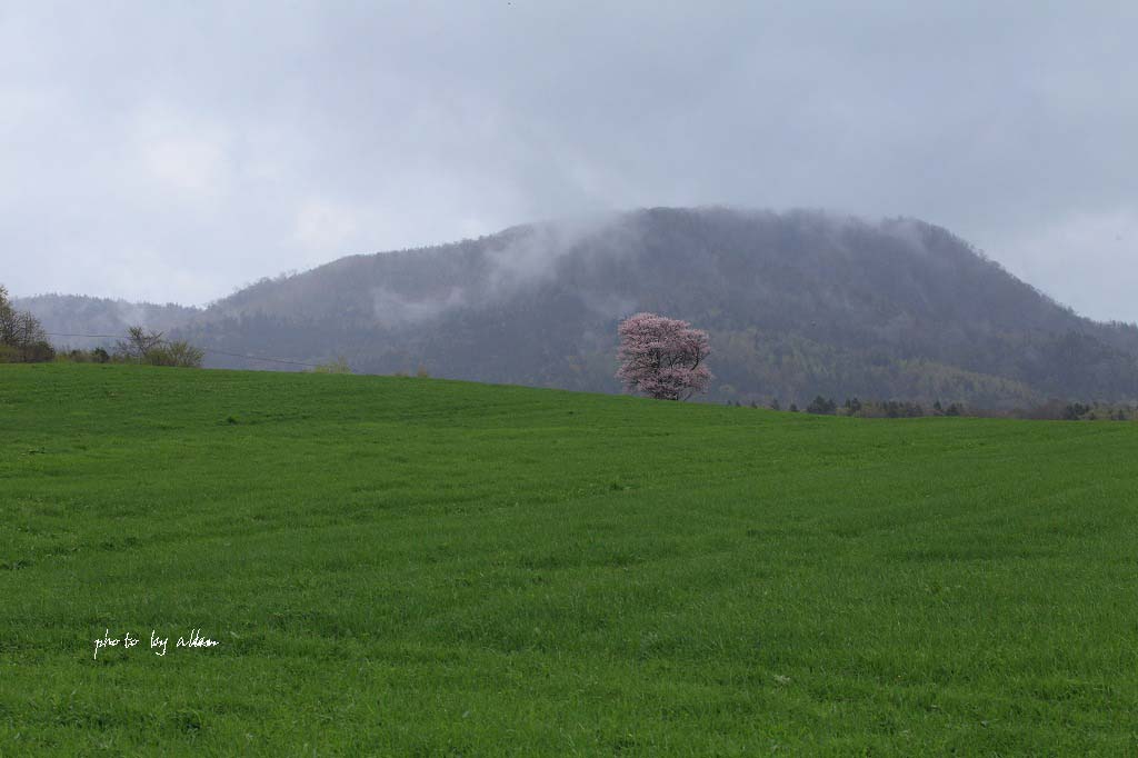 芝桜とハヤブサ君_a0039860_19373822.jpg