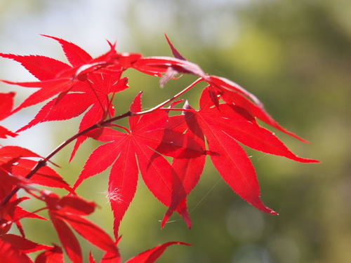 春の紅葉。_a0035361_19371218.jpg