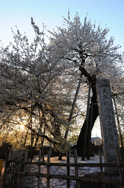 東光寺 ~石戸蒲桜~_f0222161_23211336.jpg