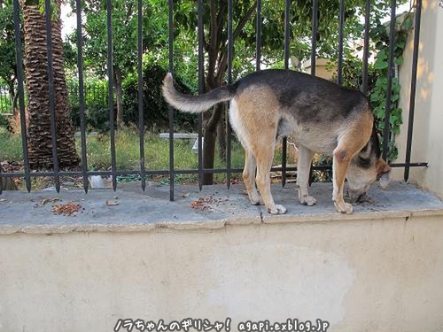 猫えさを盗み食いする野良犬のソティリ_f0037264_19111594.jpg