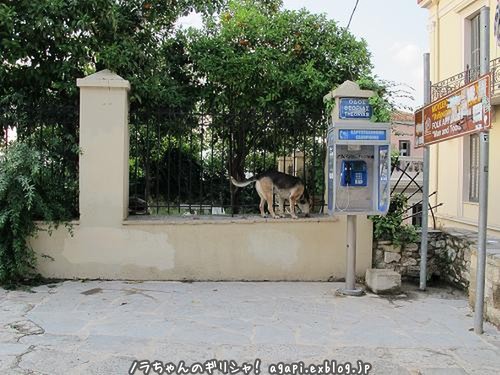 猫えさを盗み食いする野良犬のソティリ_f0037264_1912117.jpg