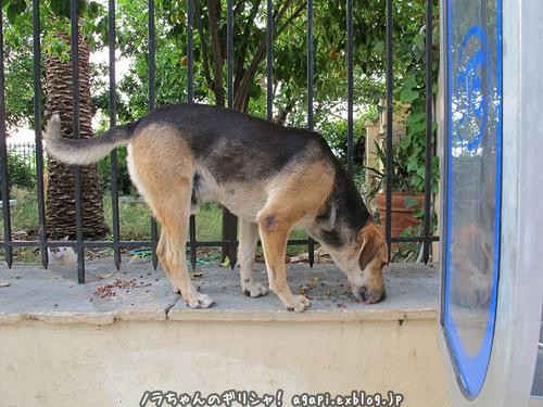 猫えさを盗み食いする野良犬のソティリ_f0037264_197243.jpg