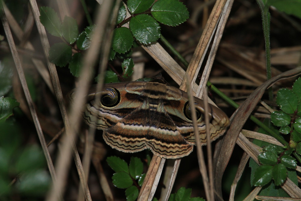 シルビアシジミ&ミヤマシジミ 今年の初認でしたが。 2011.5.28栃木県_a0146869_6173761.jpg