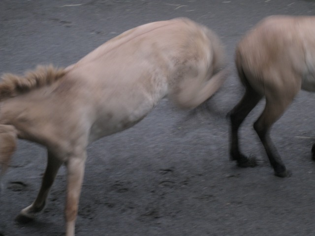 a0188771_22305851.jpg