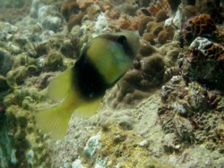 c0039073_17142453.jpg