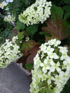かしわばアジサイっていうんですって。_f0180576_15205637.jpg