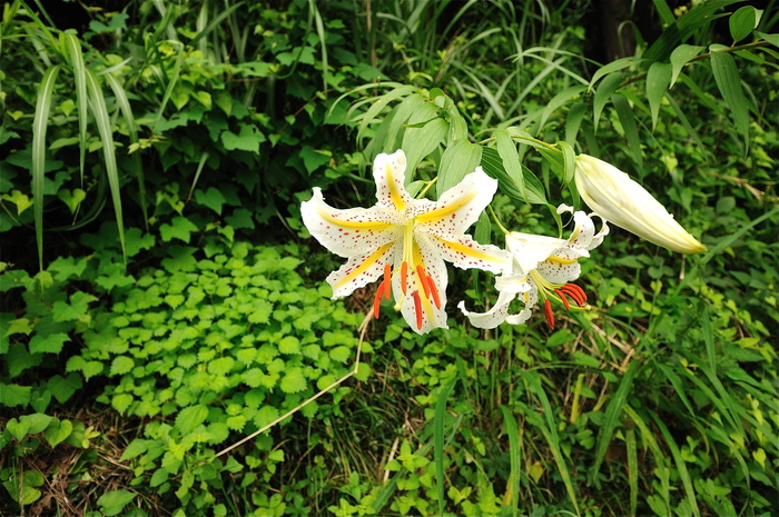 真夏の花　ヤマユリ　会津、奥武蔵　夏_b0217090_22482715.jpg