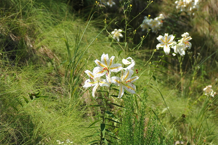 真夏の花　ヤマユリ　会津、奥武蔵　夏_b0217090_22483849.jpg