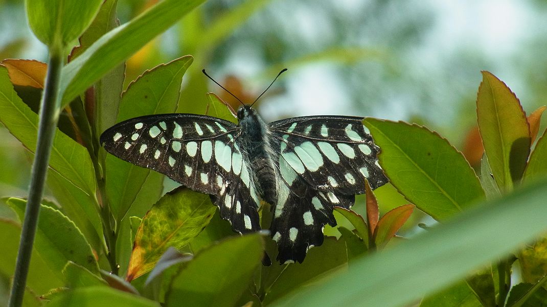 a0152692_1821152.jpg