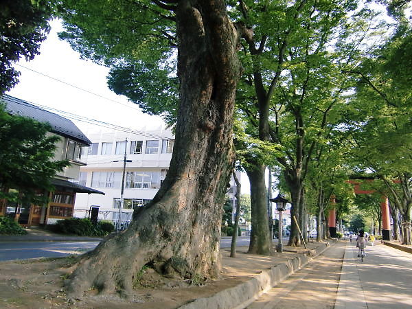 大宮　氷川神社_d0218895_13442626.jpg