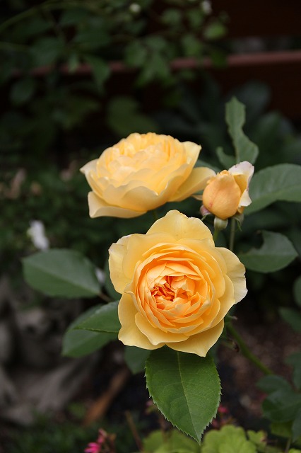 a0123003_22471450.jpg