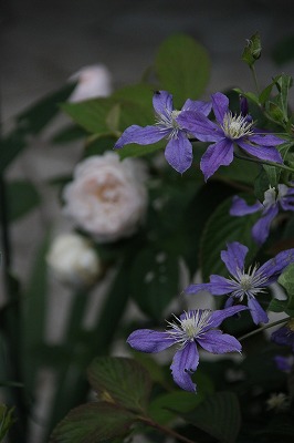 a0123003_23484472.jpg