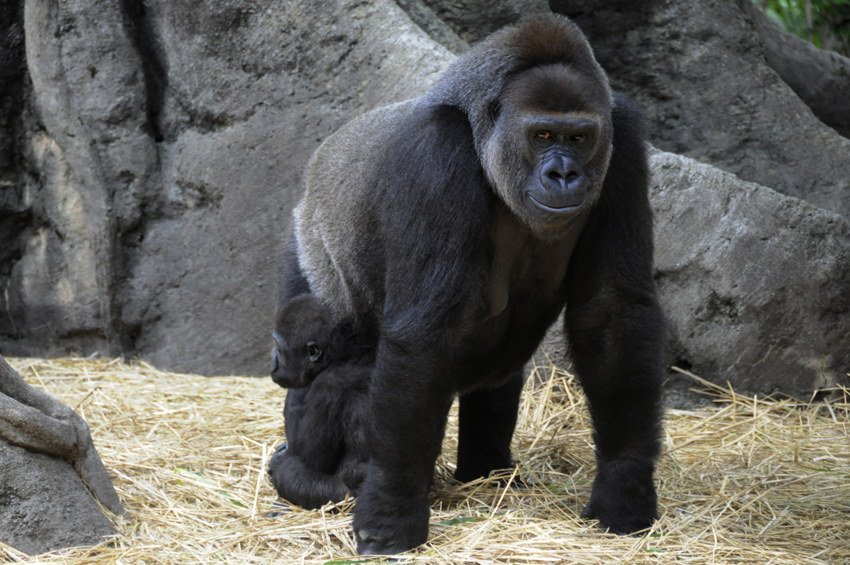 上野動物園・ゴリラ・5_c0184107_1559429.jpg