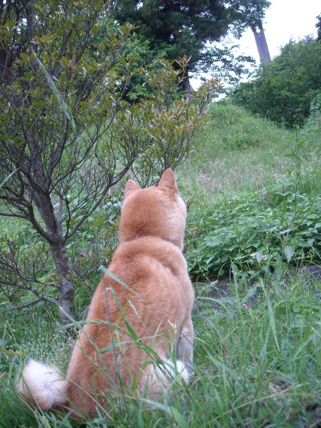 梅雨の合間_b0174236_19592599.jpg