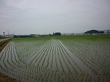 e0131541_18535224.jpg