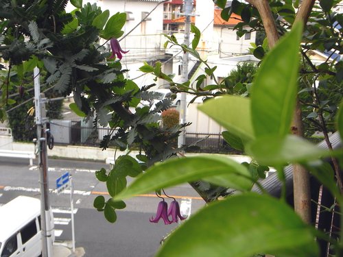 またクレマチス 踊り場 たのしい園芸